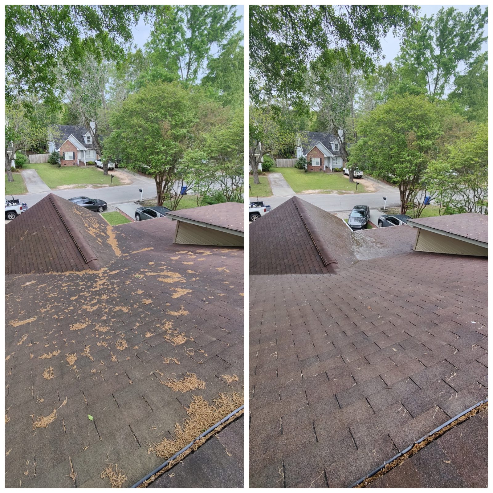 A shingle roof before and after a Soda City soft wash, black streaks gone