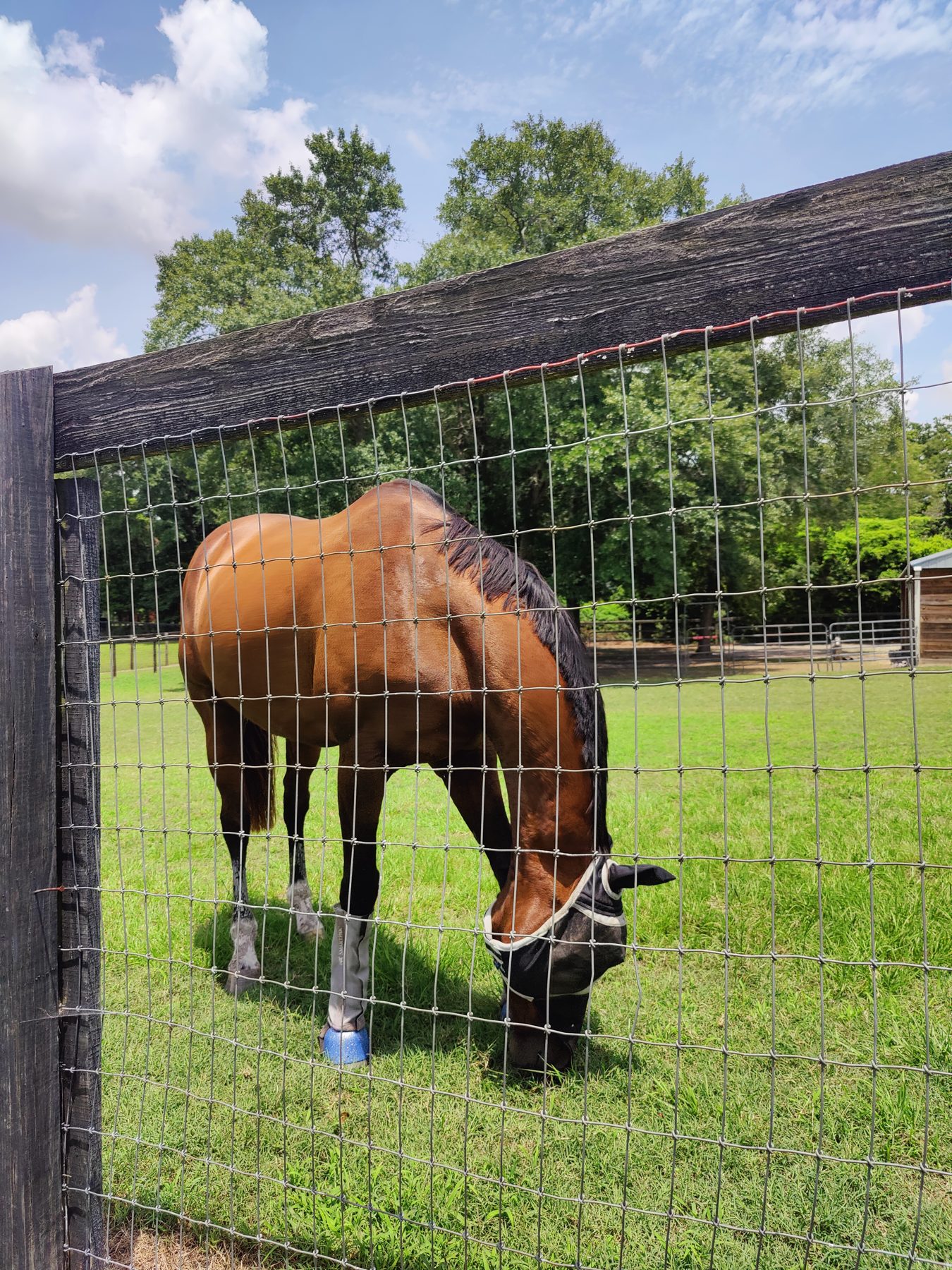 A horse grazing behind a fence on a Blythewood farm