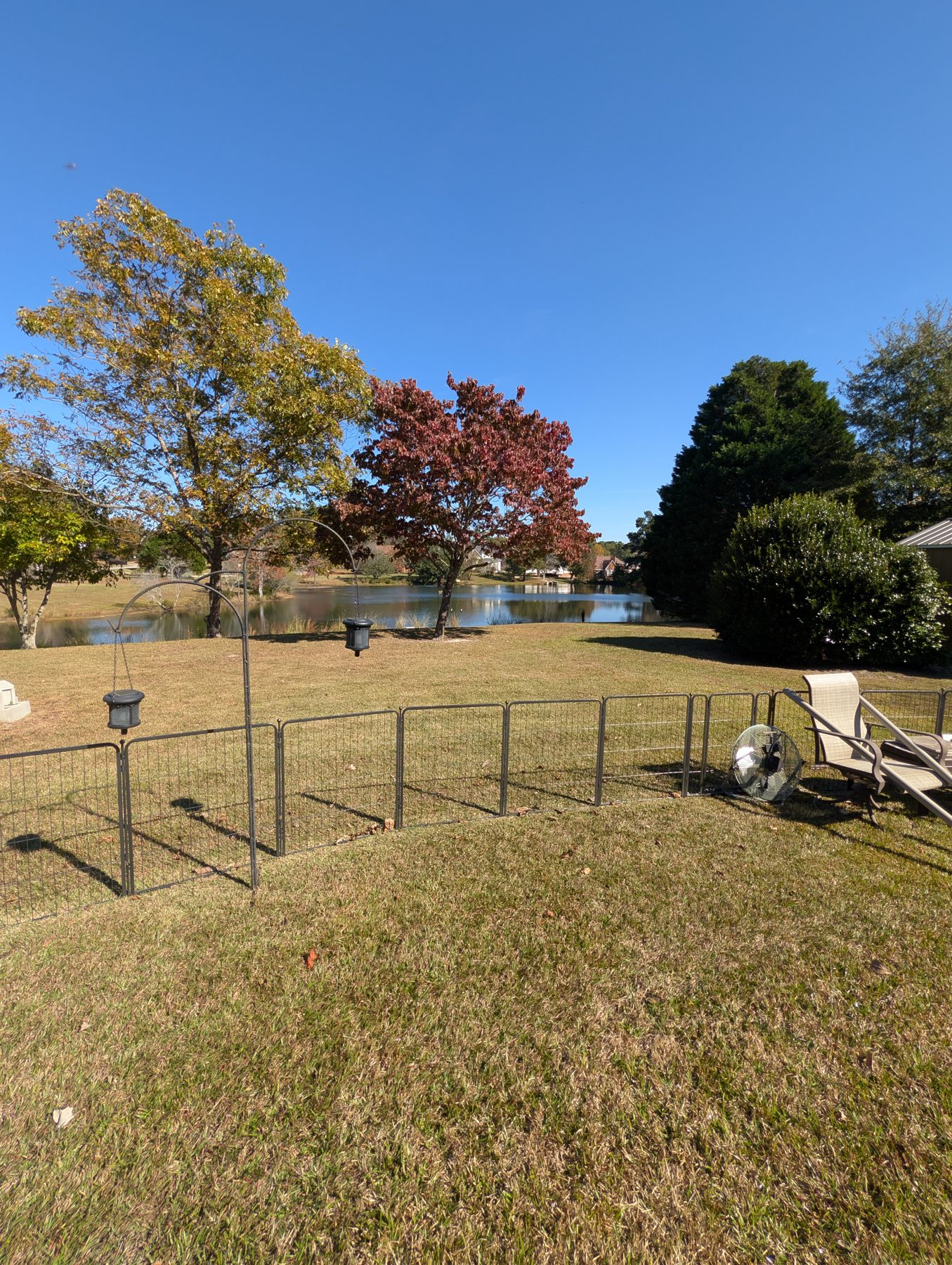 A fenced back yard running down to Lake Murray on the Irmo side, red maple in autumn