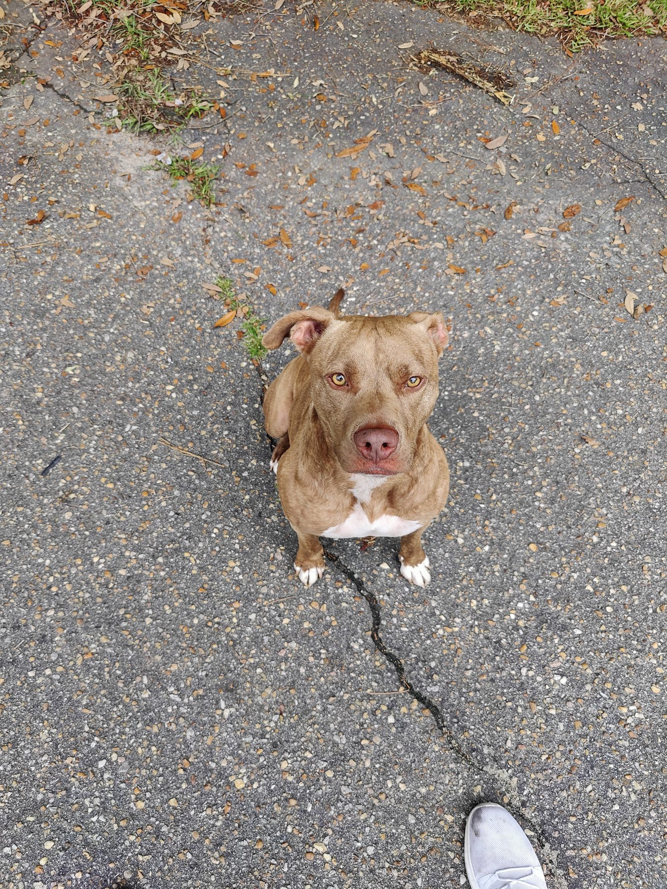 Trigger sitting on a freshly cleaned driveway
